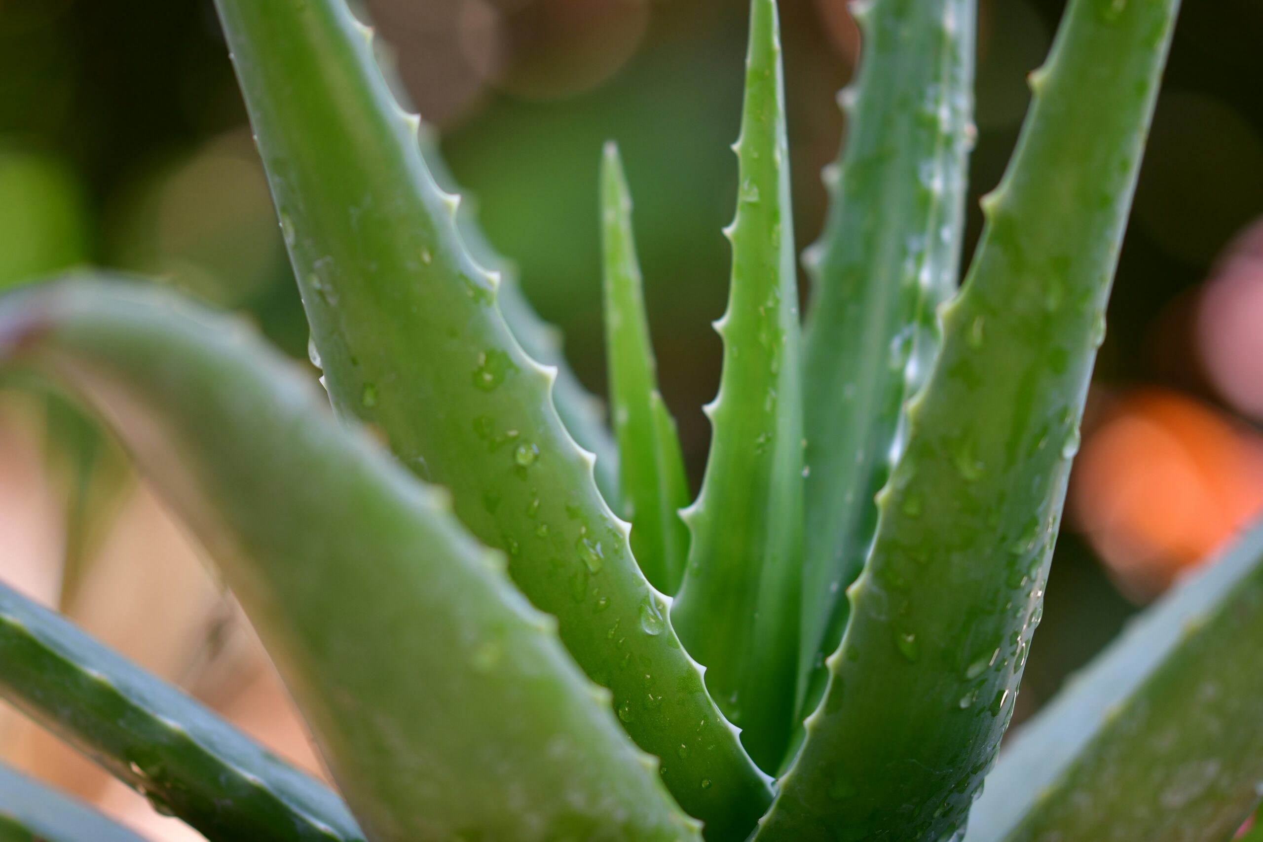 The Wonders of Aloe Vera Oil: Uses, Benefits, and More