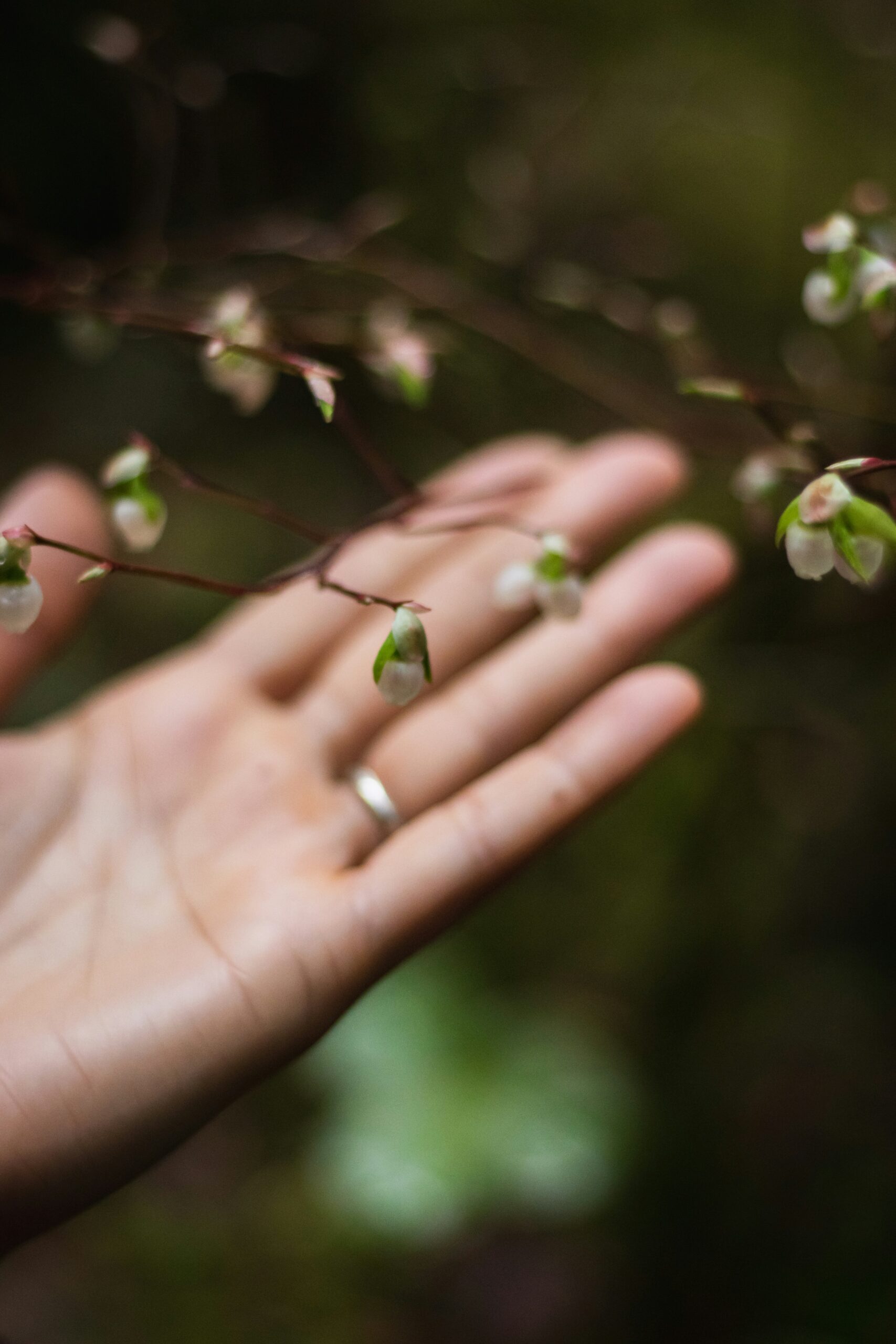 The Benefits and Uses of Organic Palm Oil